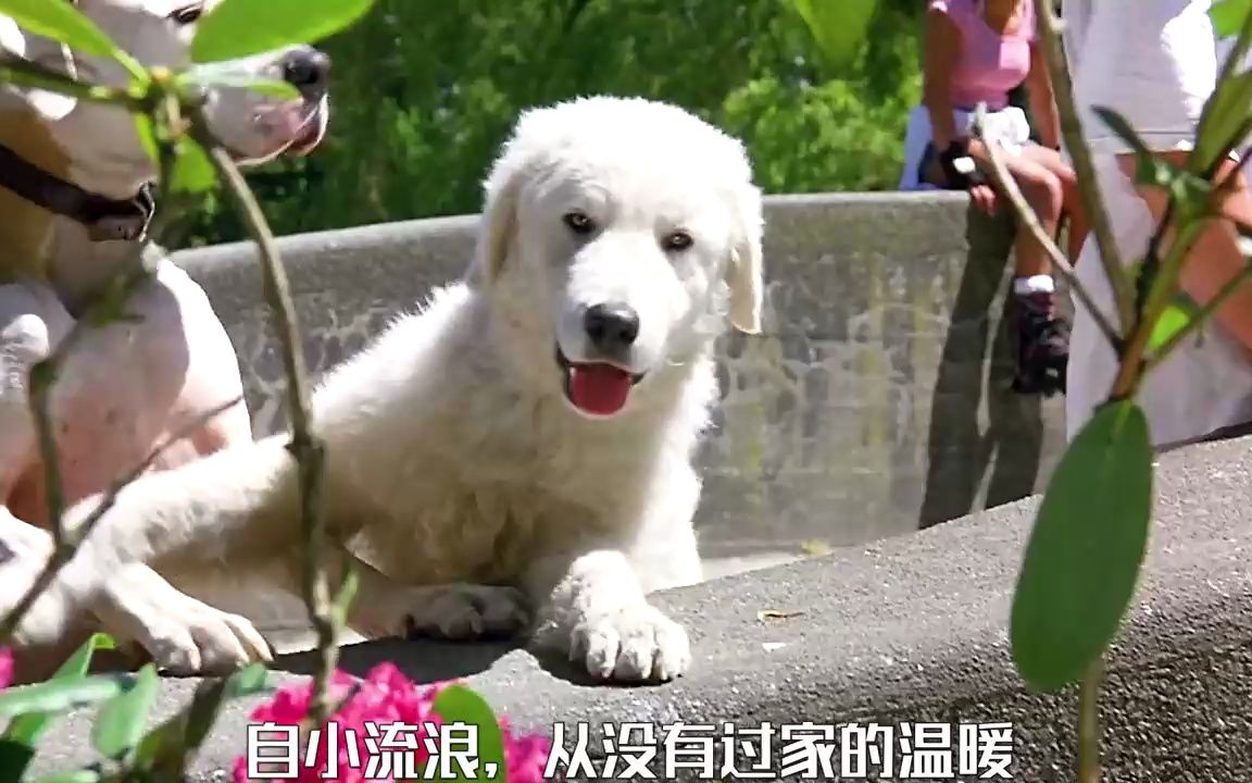 NPC送礼，虚拟世界中的温暖传递