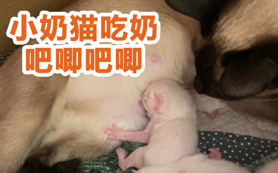 太大了吧唧吧唧吧唧吧唧播放探索太大了吧唧吧唧吧唧吧唧的奇妙世界
