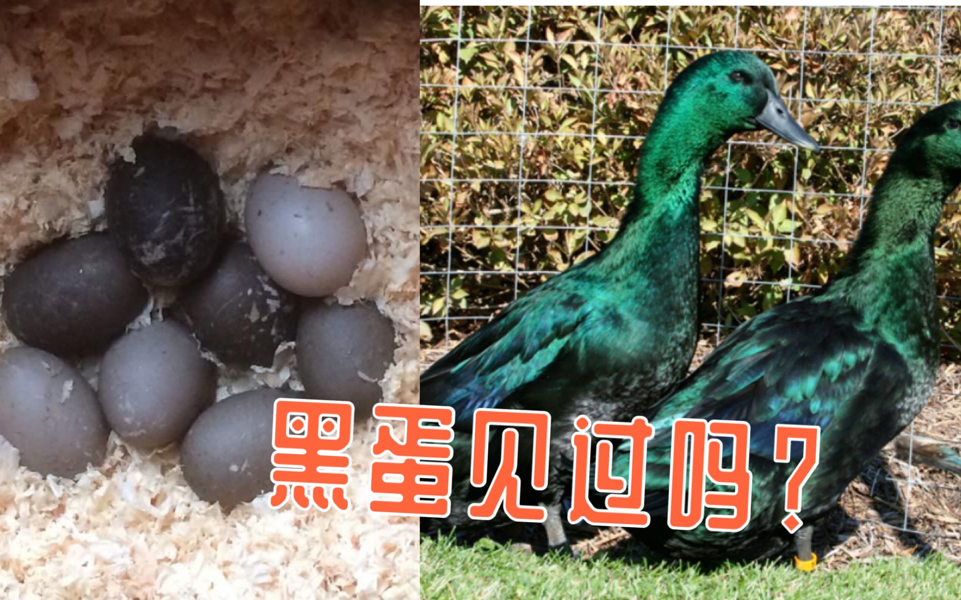 爷爷的鸡又黑又长下一句怎么接关于色情内容的探讨与警示
