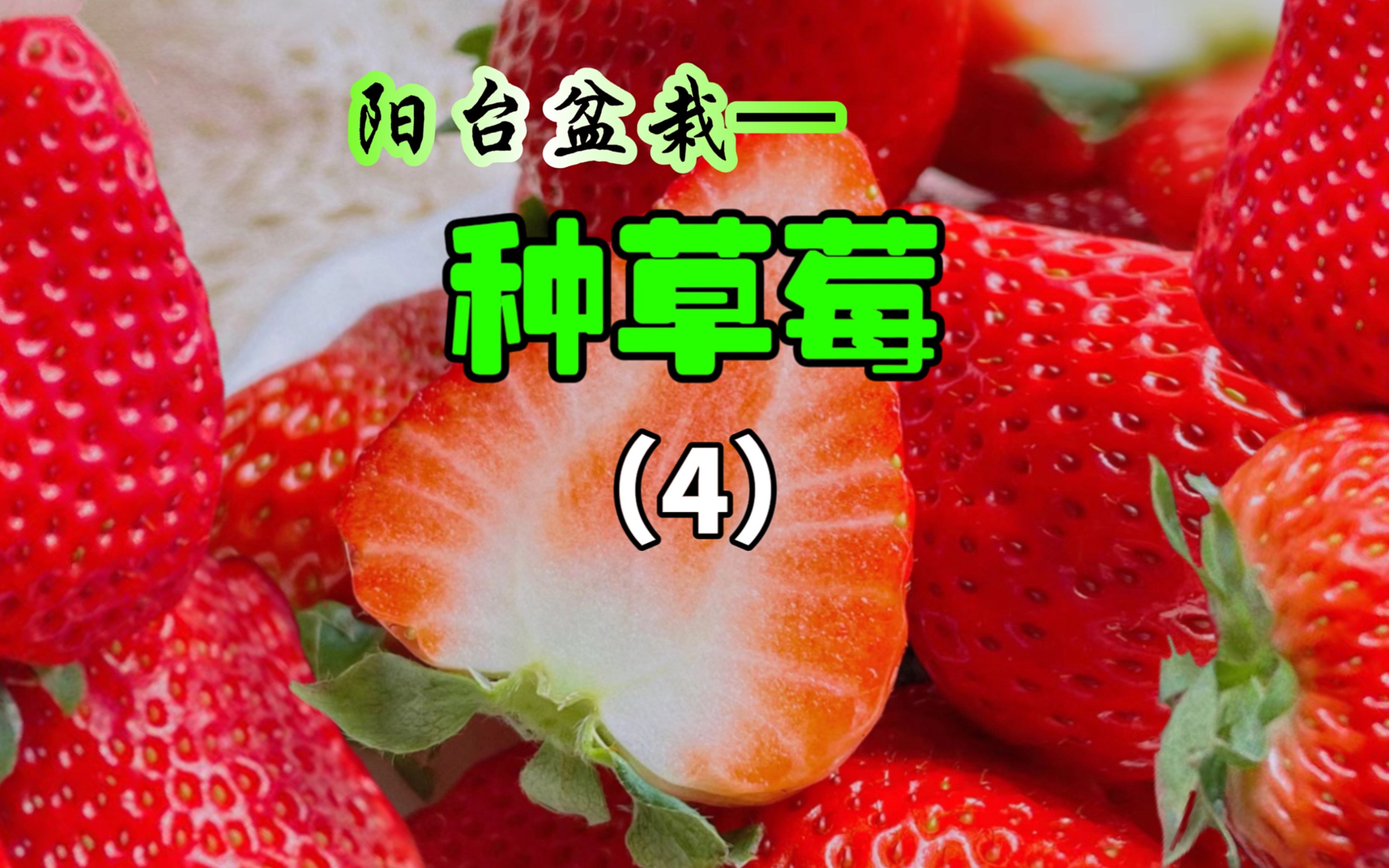 草莓视频在线观看地址大全入口-第1张图片