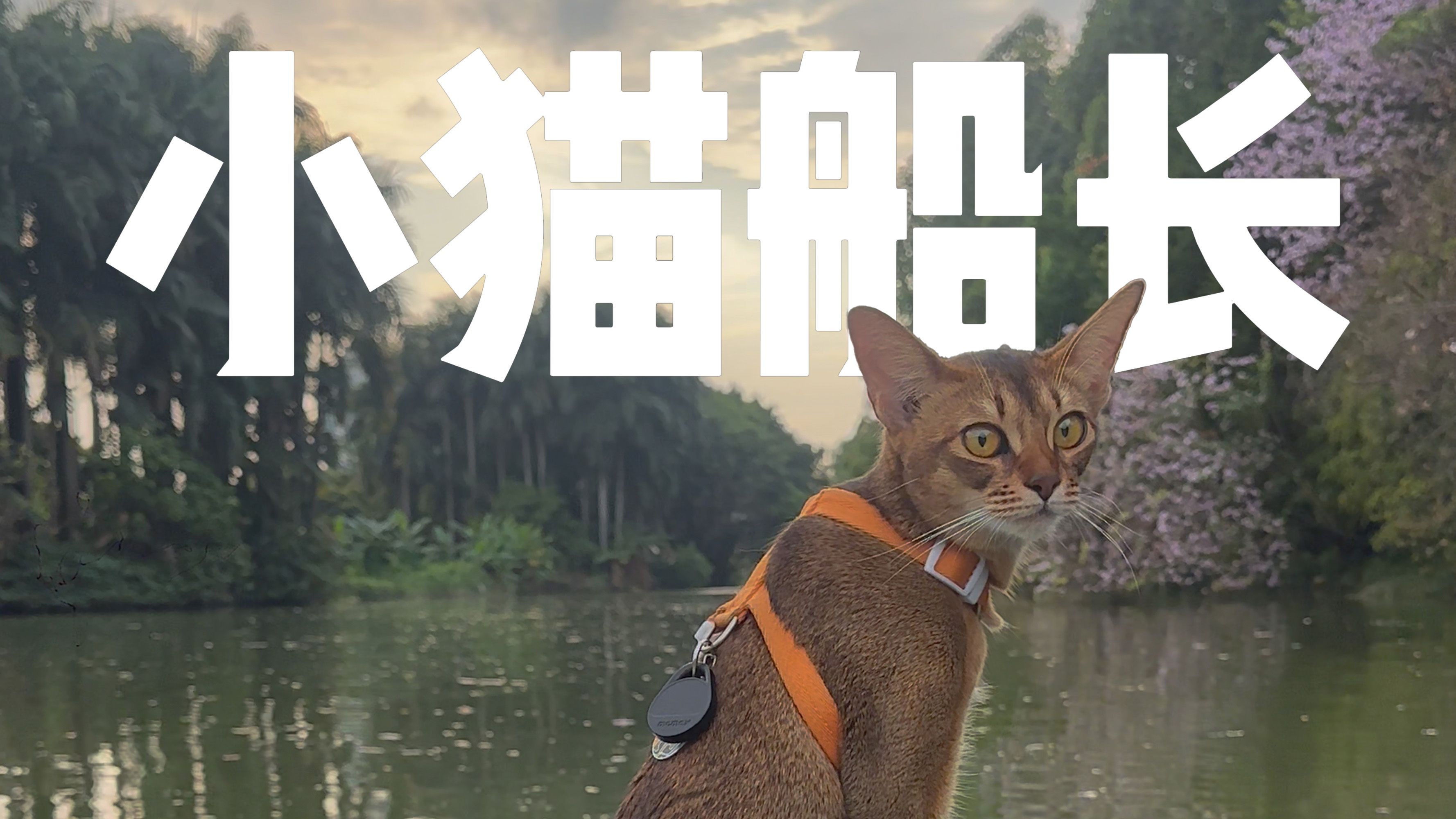 老版猫咪3.0.1在线老版猫咪3.0.1，回忆与探索的旅程