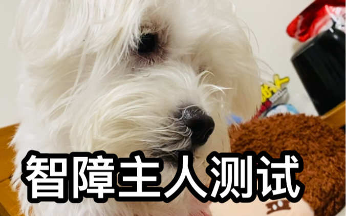 智障大测试4攻略，全面解析与实用指南