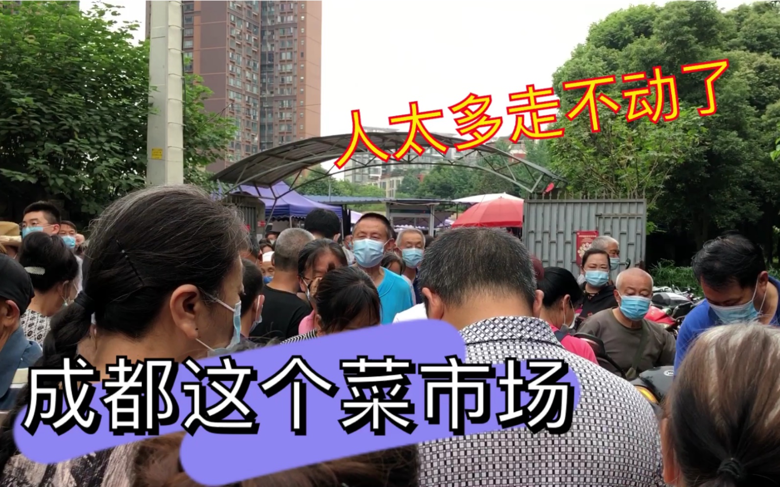 仙踪林大豆行情网，市场动态与未来展望-第1张图片