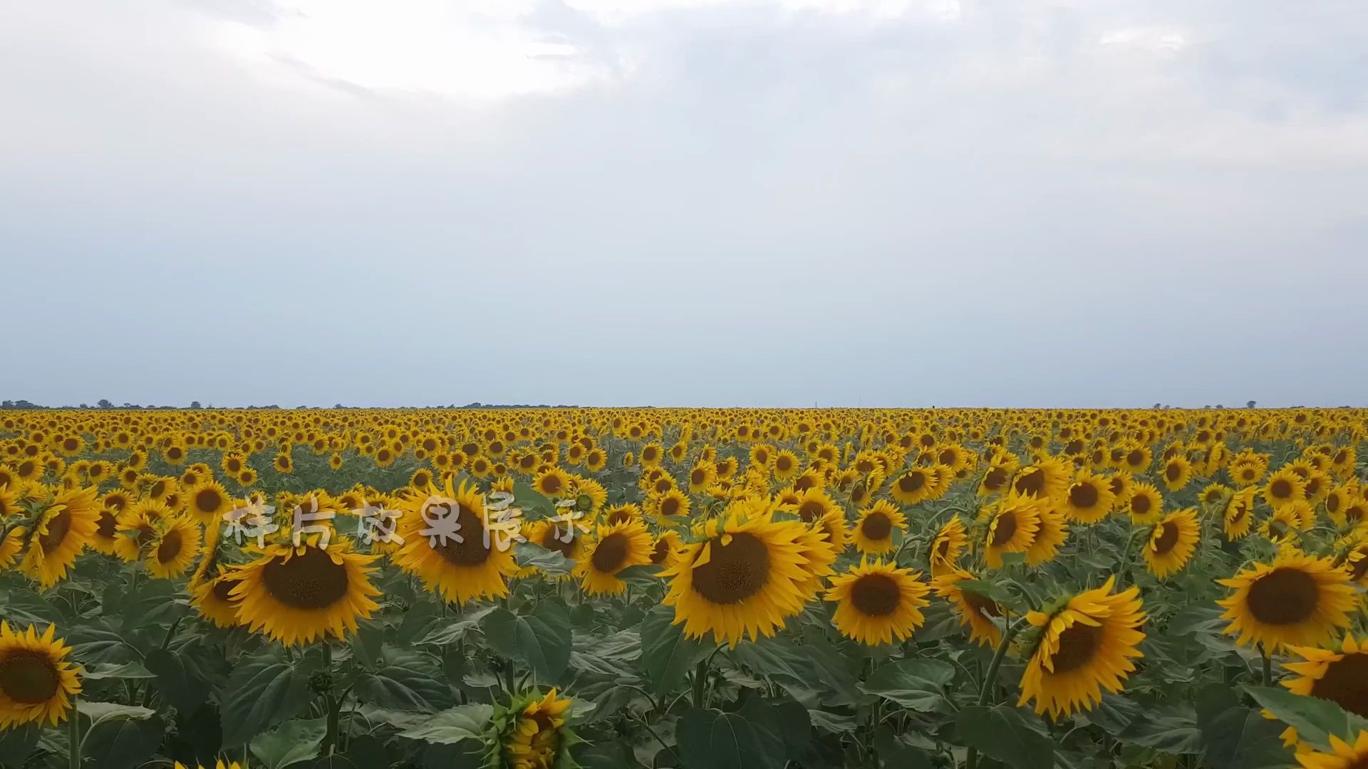 向日葵在线观看免费高清电视剧芭乐ios最新版官网下载入口指南-第1张图片