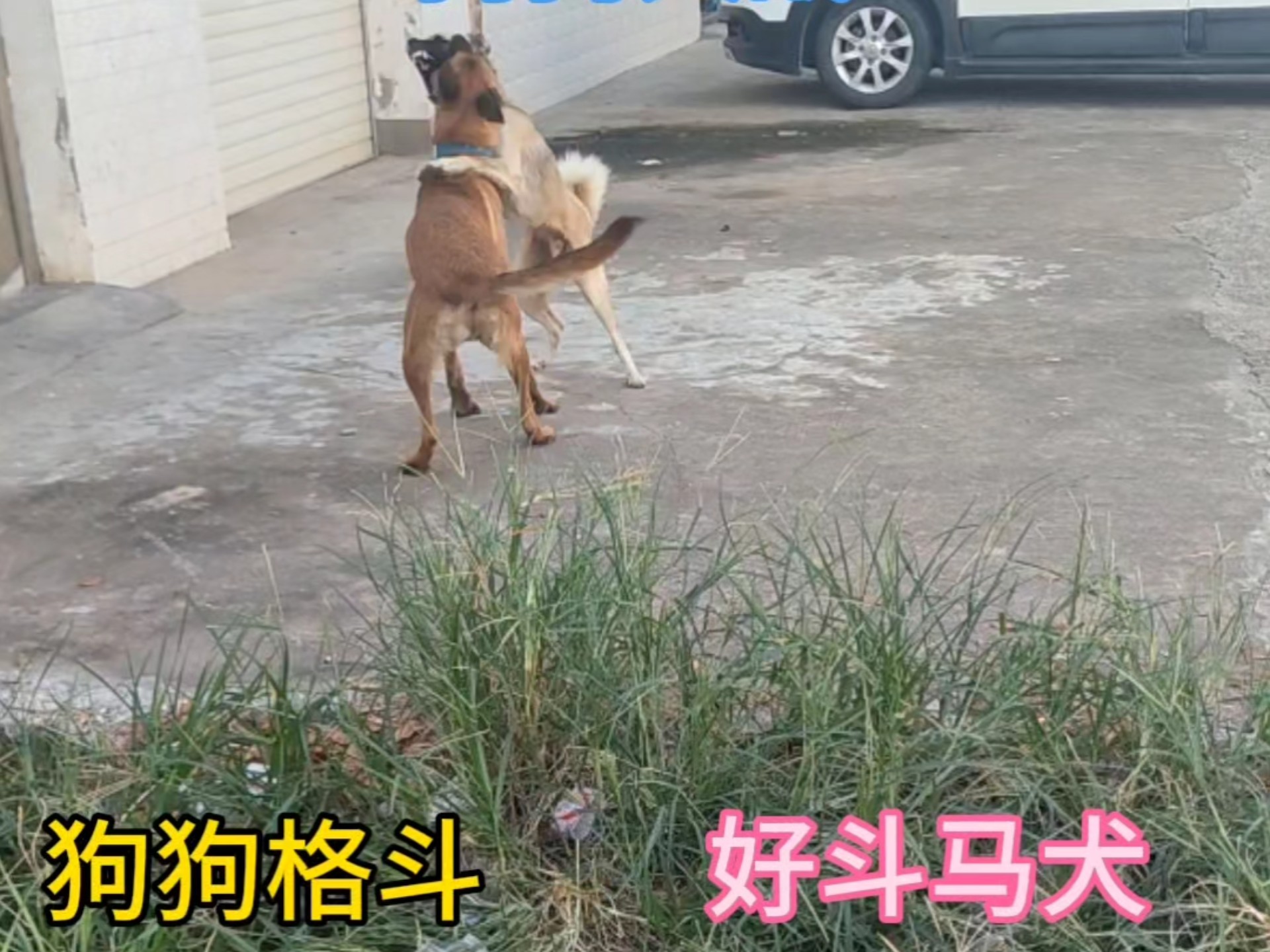 怎么让狗会打架如何顺利地引导狗狗参与互动，而非进行狗狗大战-第2张图片