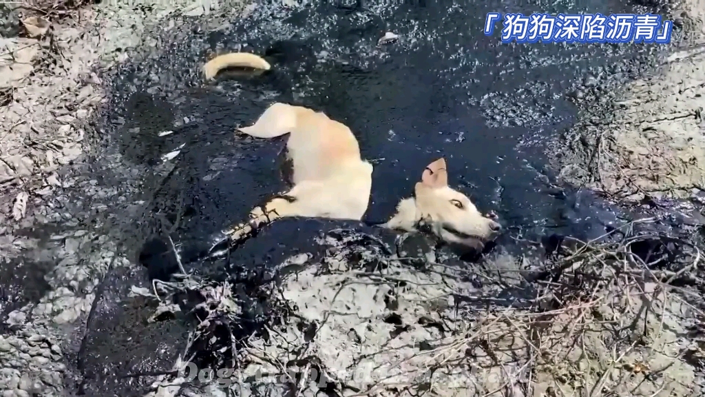 狗狗卡住我了狗狗误入体内，如何处理及拉出时间探讨