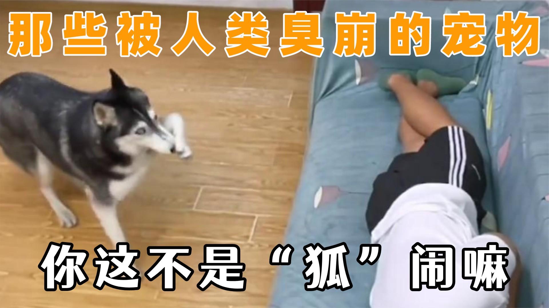 关于大狗与人类私密部位的不当探讨