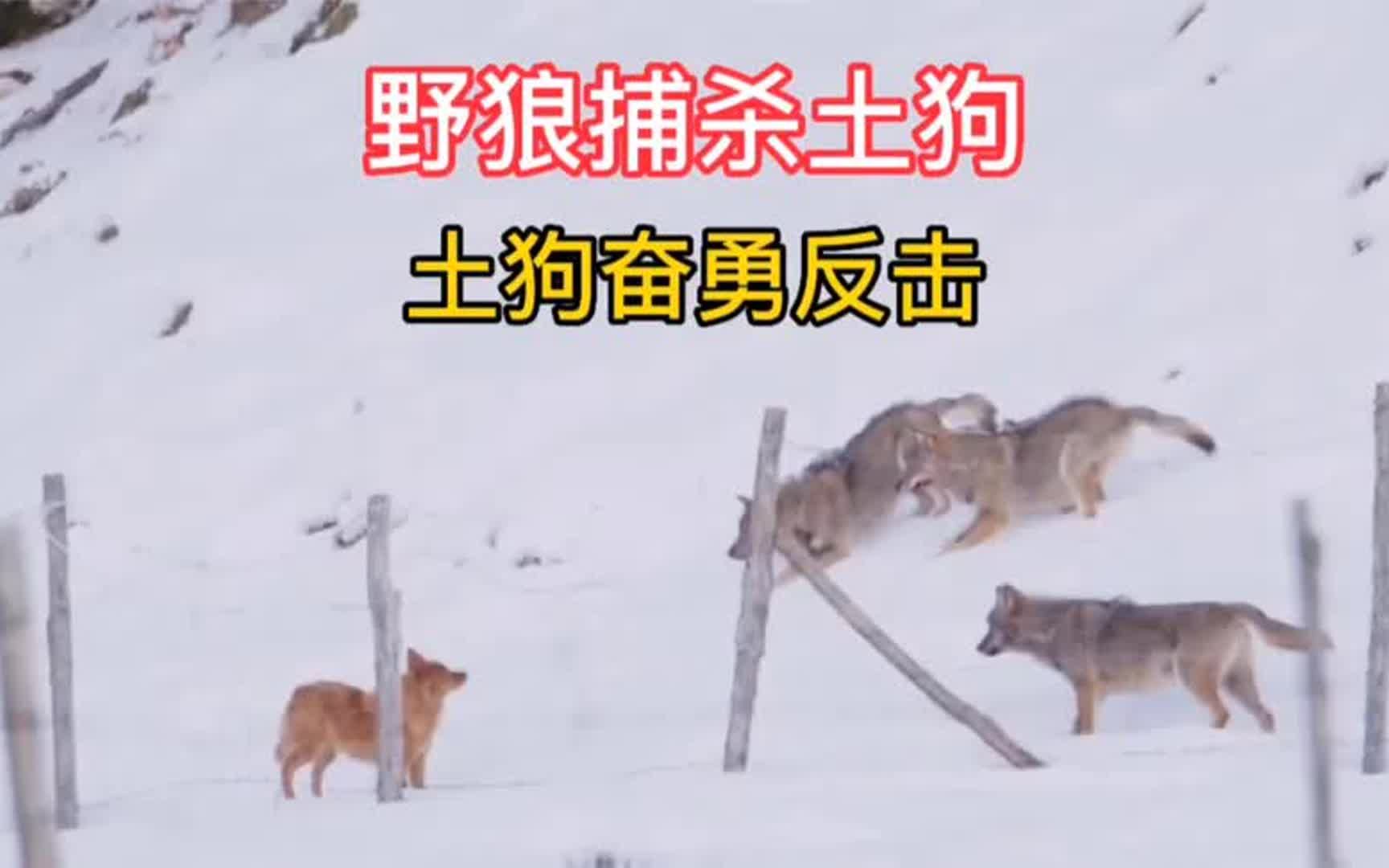 狼群社区视频在线高清免费观看狼群社区视频高清免费观看指南