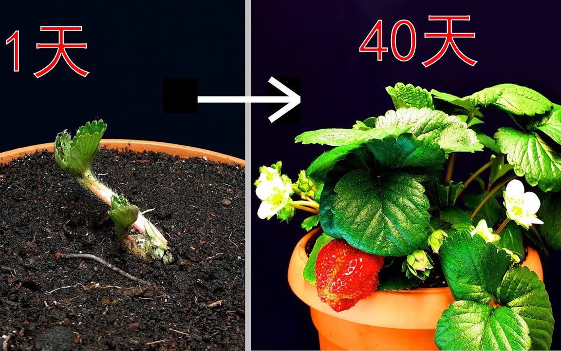 草莓视频在线观看草莓视频在线观看草莓视频草莓视频在线观看，探索视频世界的甜蜜之旅