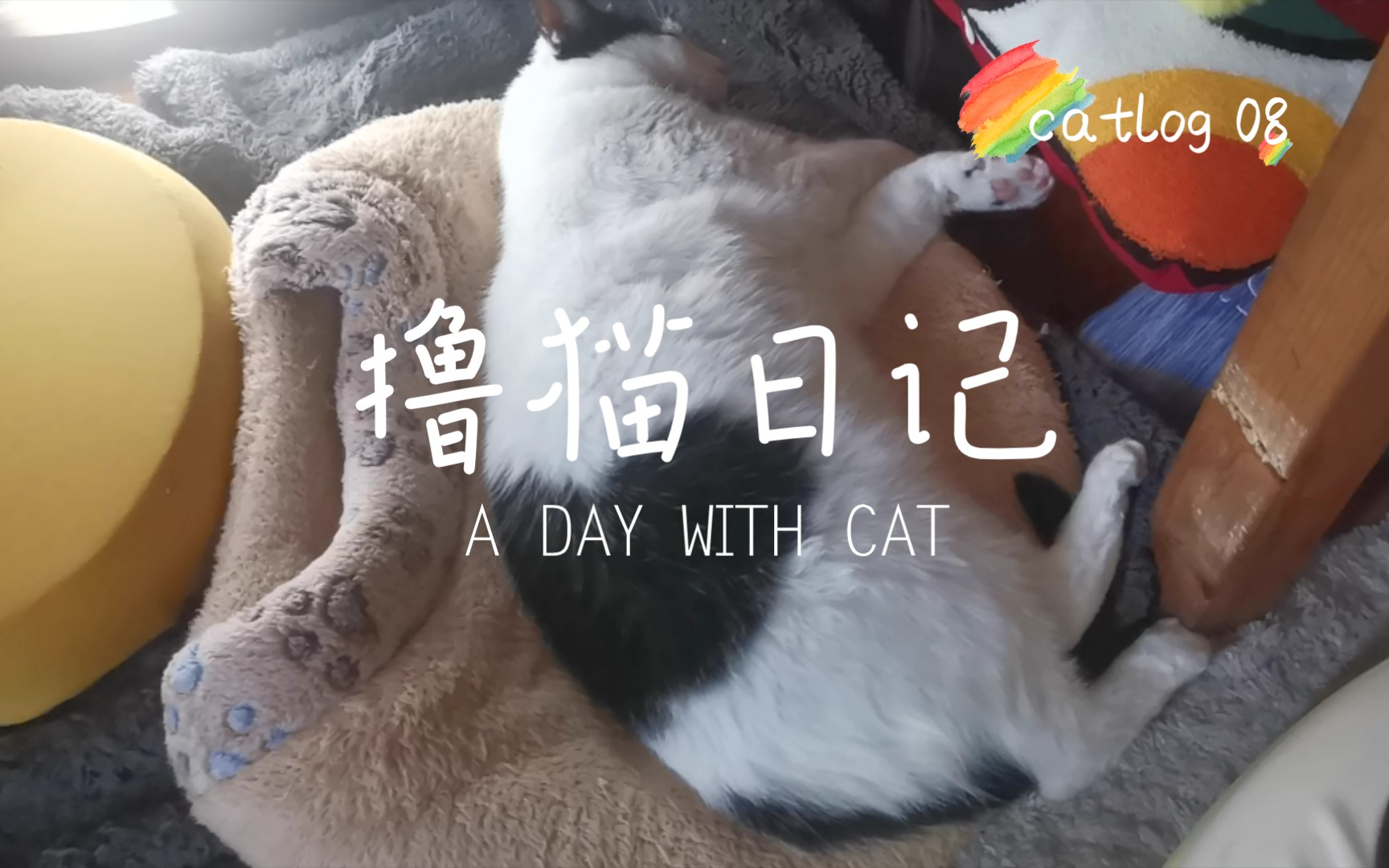 猫咪杜区app官网探索猫咪的乐园——猫咪杜区app官网