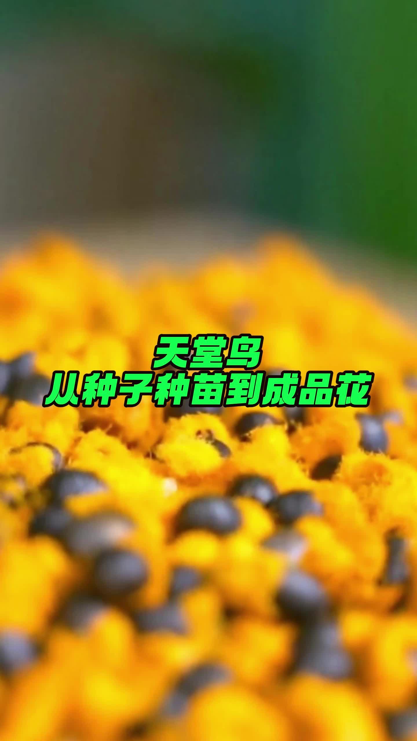 探索天堂网在线种子资源的世界-第2张图片