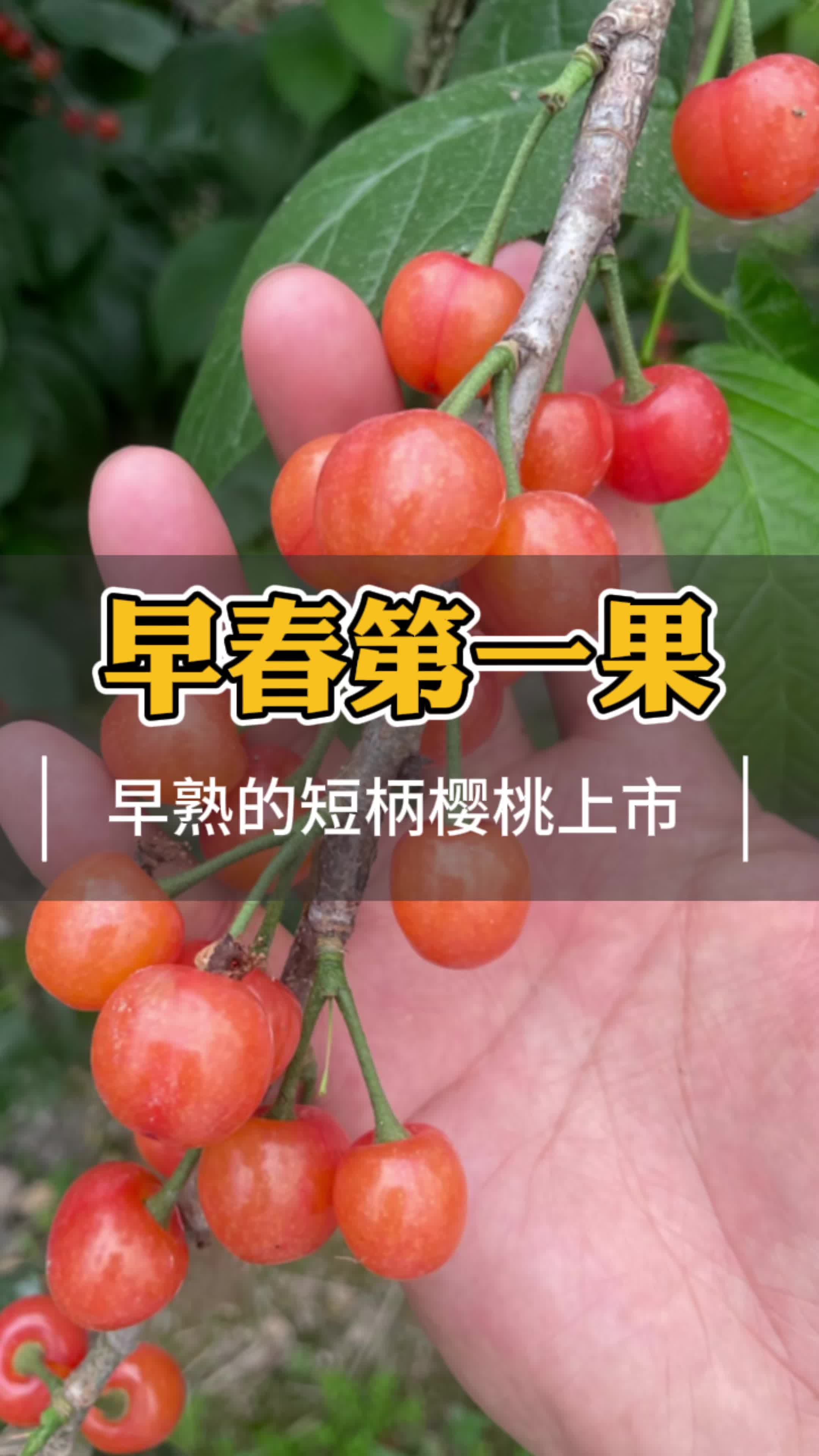 小樱桃的奇妙世界-第2张图片
