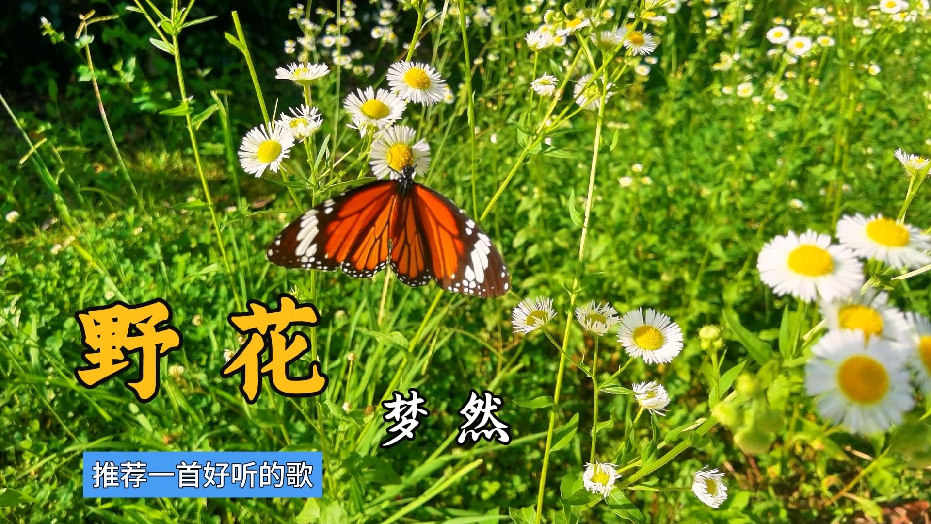 野花高清在线观看免费官网野花之美——高清在线观看免费官网的探索之旅-第1张图片