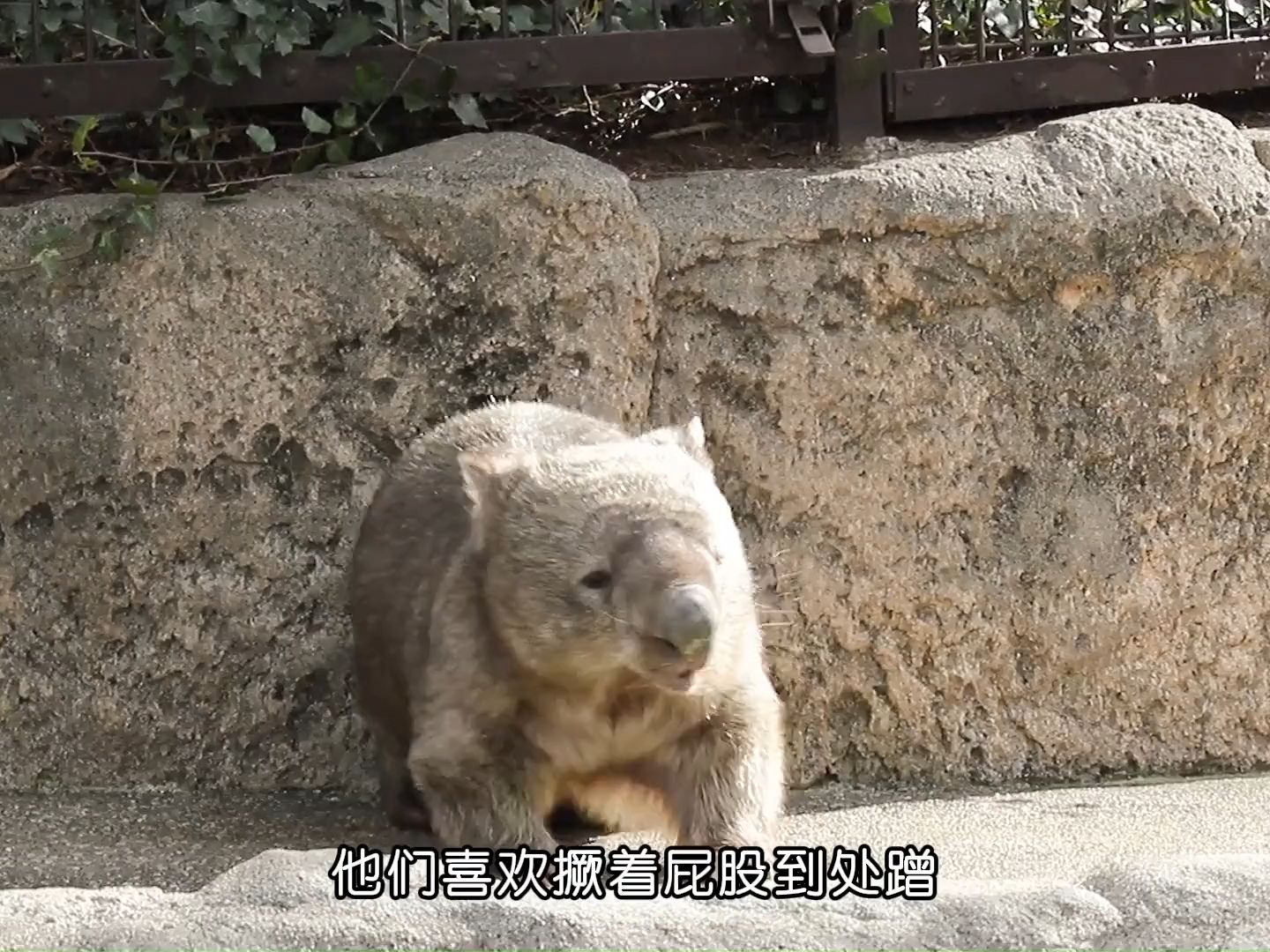袋熊视频袋熊视频，探索未知的趣味世界-第2张图片