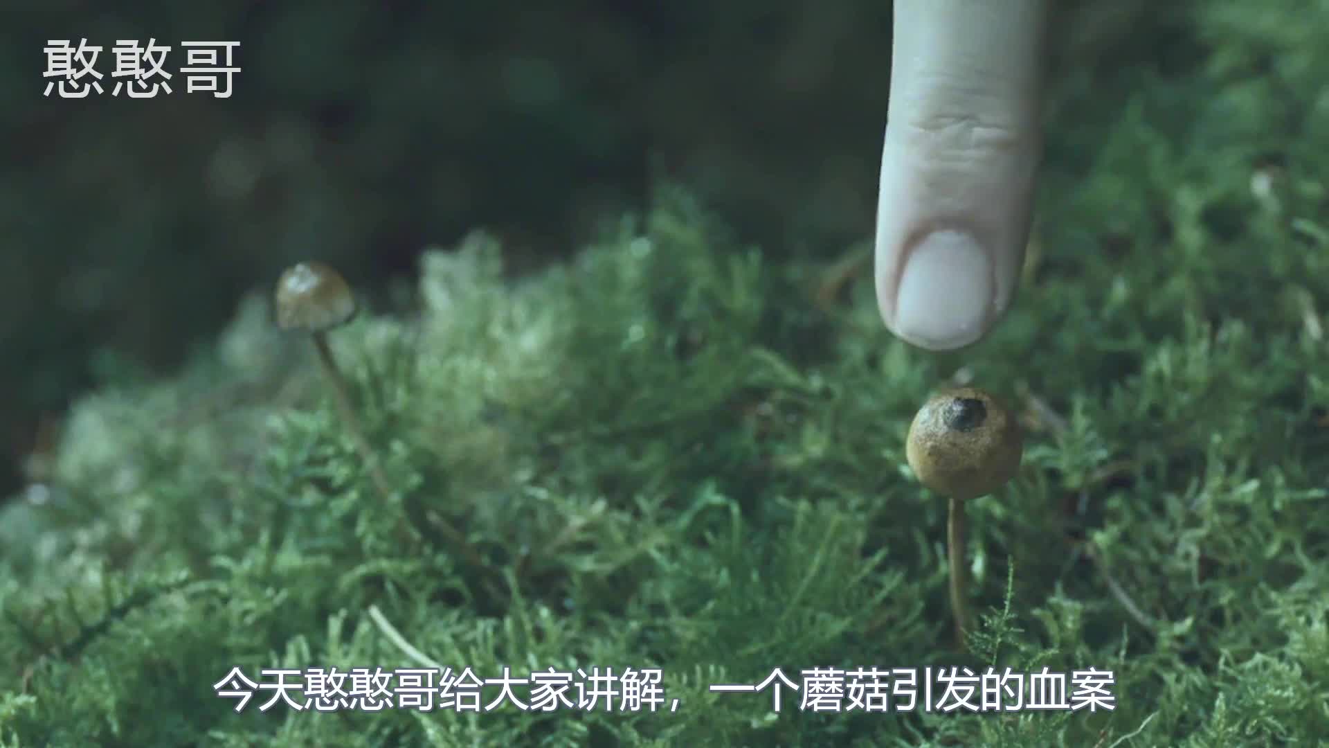 蘑菇观影，探索电影与自然的奇妙交融-第3张图片