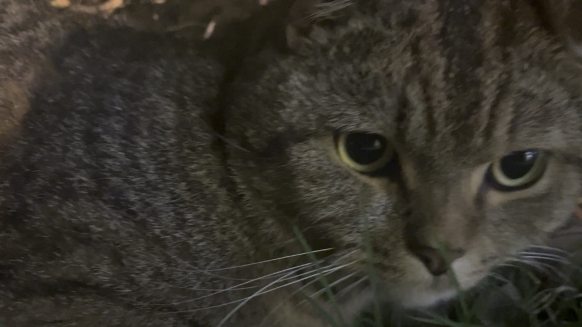 网络红人猫儿网络红人猫儿，从平凡到热门的萌宠故事-第3张图片