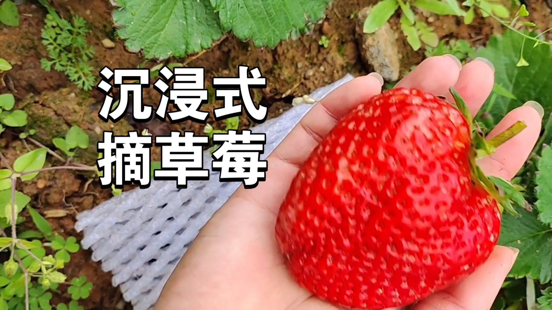 草莓视频深探索草莓视频的深度与魅力