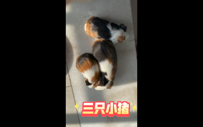 小猪app视频无限免费下载安装小猪APP，视频无限免费下载的便捷之选-第2张图片