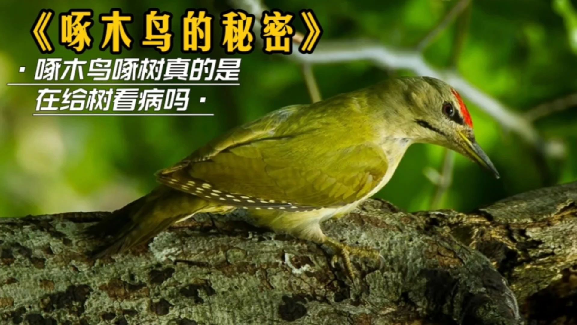 寻找神秘的自然奇观——掣电树的位置揭秘