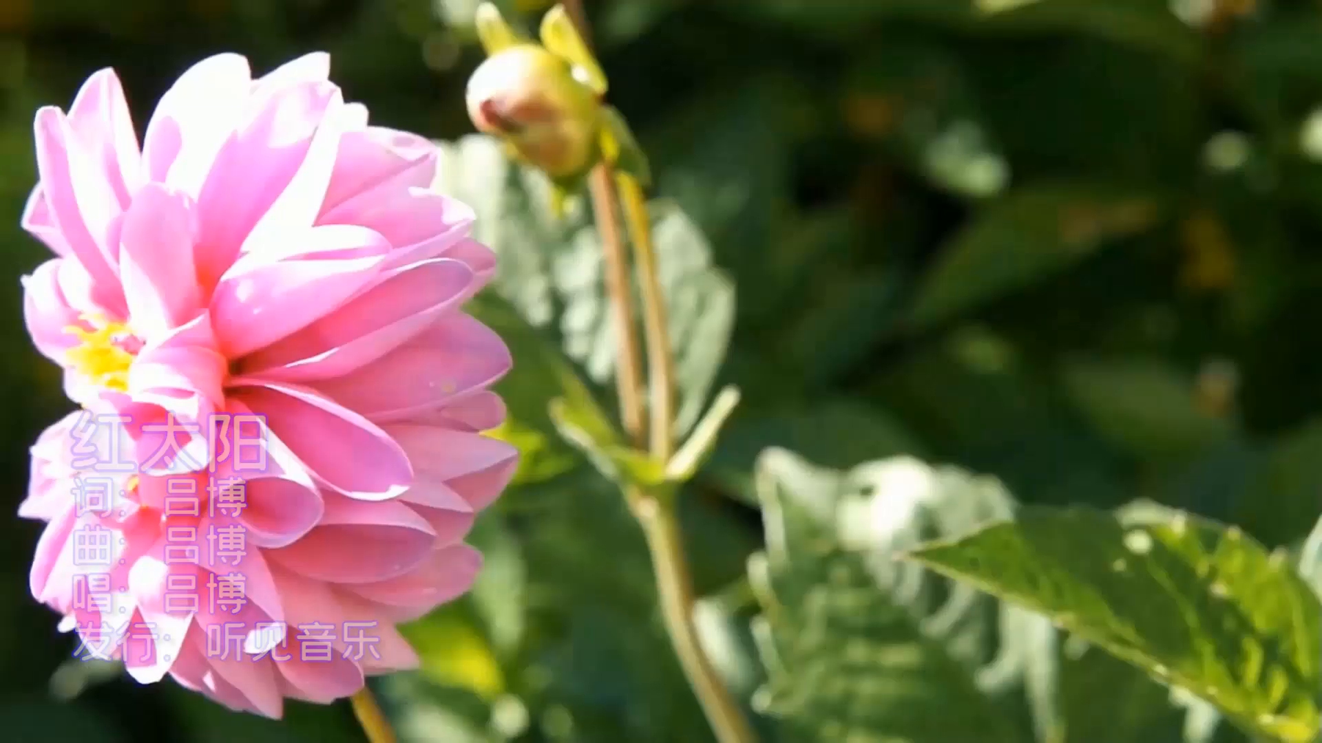 张津瑜与吕总视频MV，一场视觉盛宴的完整版解析-第3张图片