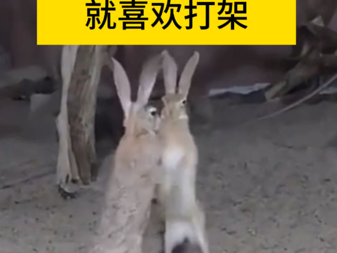 抓住胸前跳动两只兔子抓住胸前的双兔，内心的探索与平衡-第2张图片