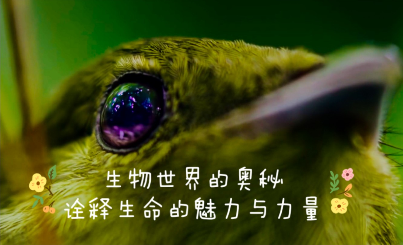 只因只因的魅力与力量