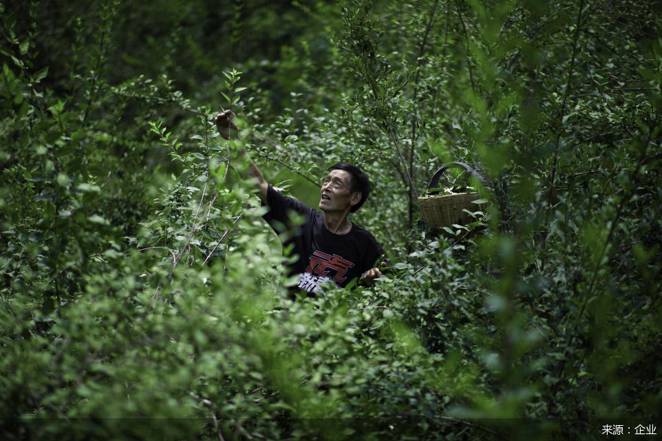 老人森林交易视频的背后故事-第1张图片