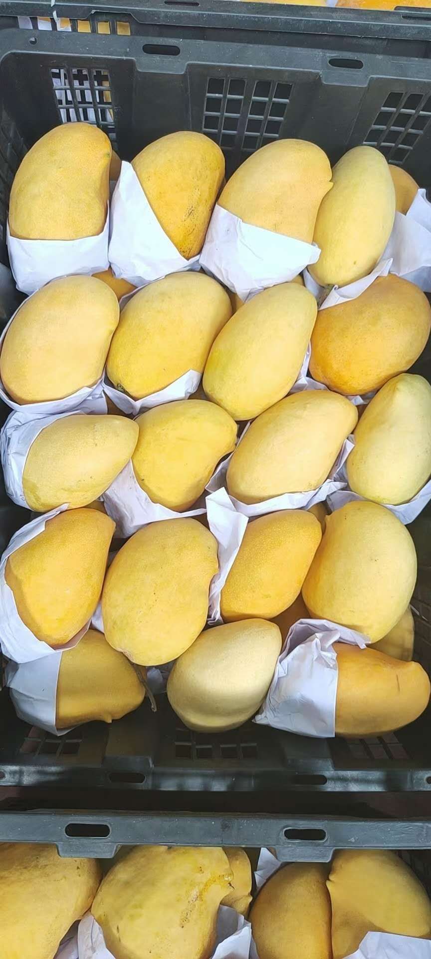 区3区4区产品乱码芒果区3区4区产品乱码问题——以芒果为例的深度解析-第2张图片