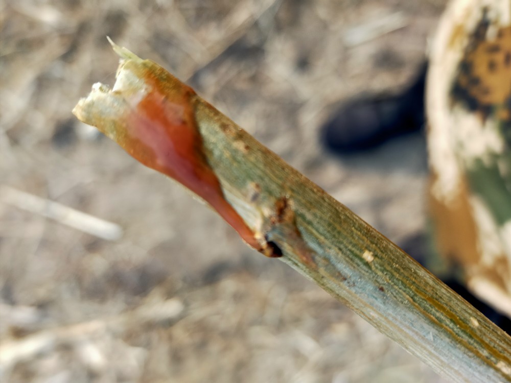 羊的水门是哪羊的水门功能与日常管理-第1张图片