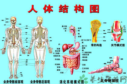 女体人体器官结构图五脏六腑肾的位置关于女性裸体图片的探讨
