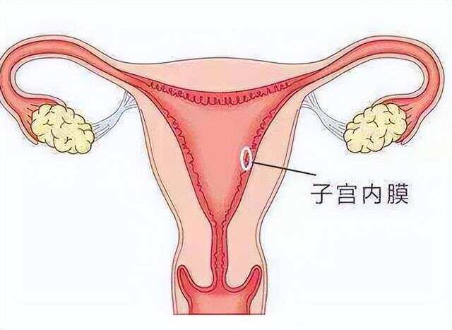 女人体构造图标内脏器官位置探讨女性形象与隐私的界限——以女人裸体图片为例