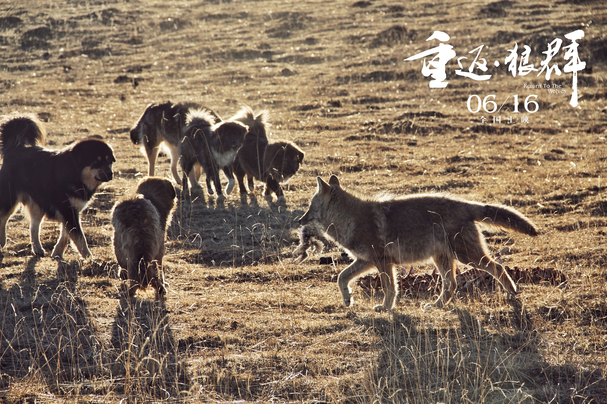 狼群影院在线影院狼群影院，在线观影新体验