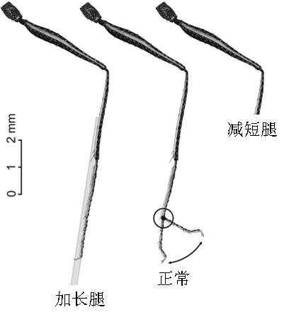 上课同桌的意外发现——震动器夹在腿里的故事-第2张图片
