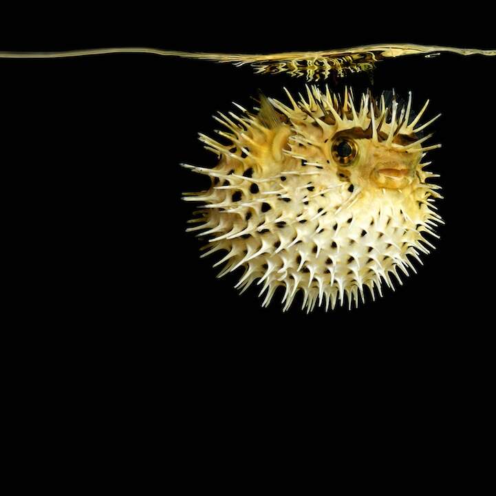 梦幻海底吧梦幻海底的小黑之旅-第1张图片