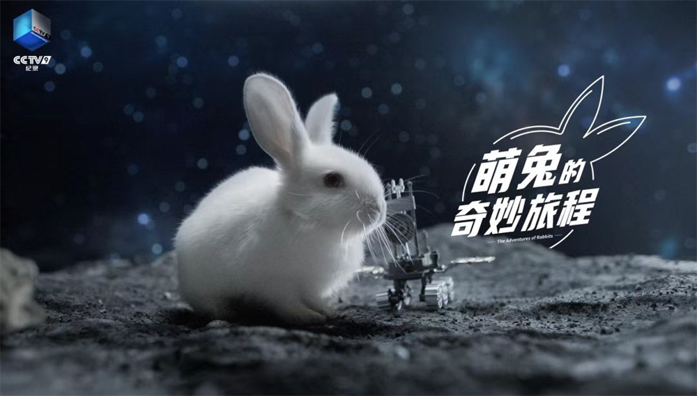 课代表让我吃它的小兔兔视频课代表与小兔兔的奇妙故事
