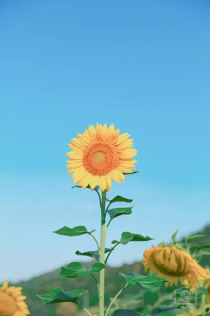 向日葵APP下载与免费站长统计，汅API的章节目录与使用指南-第2张图片