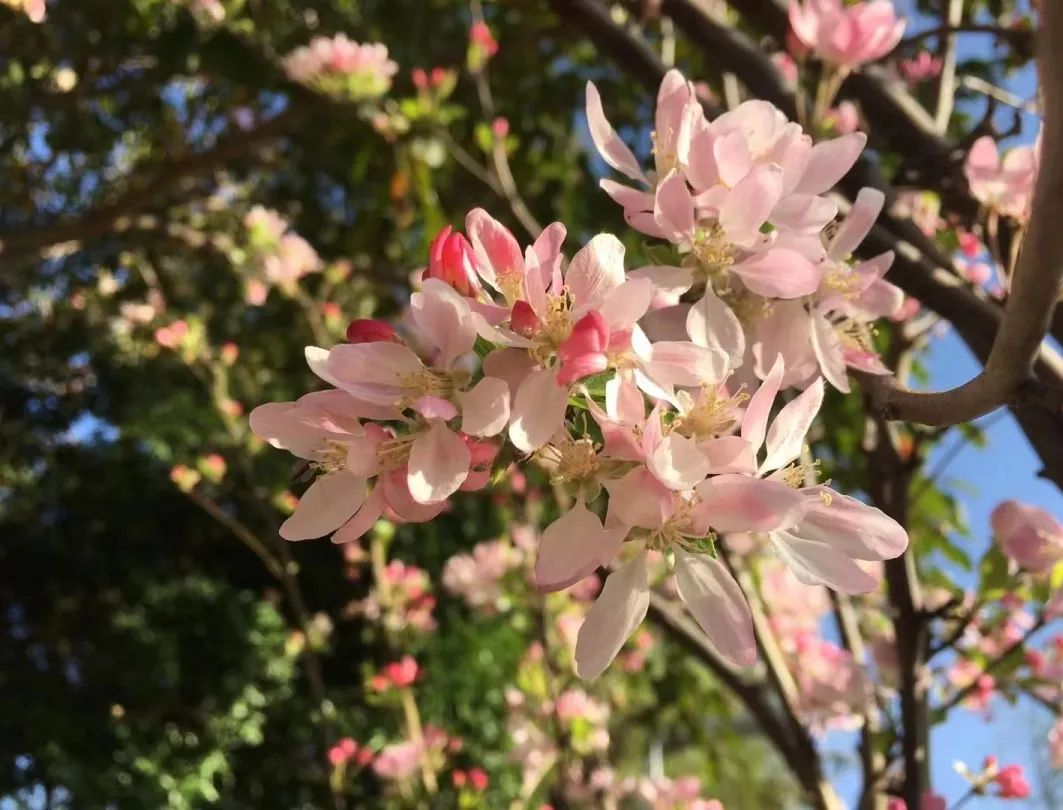 2020春暖花开地址一春暖花论坛公告区——春日盛宴，花开论坛
