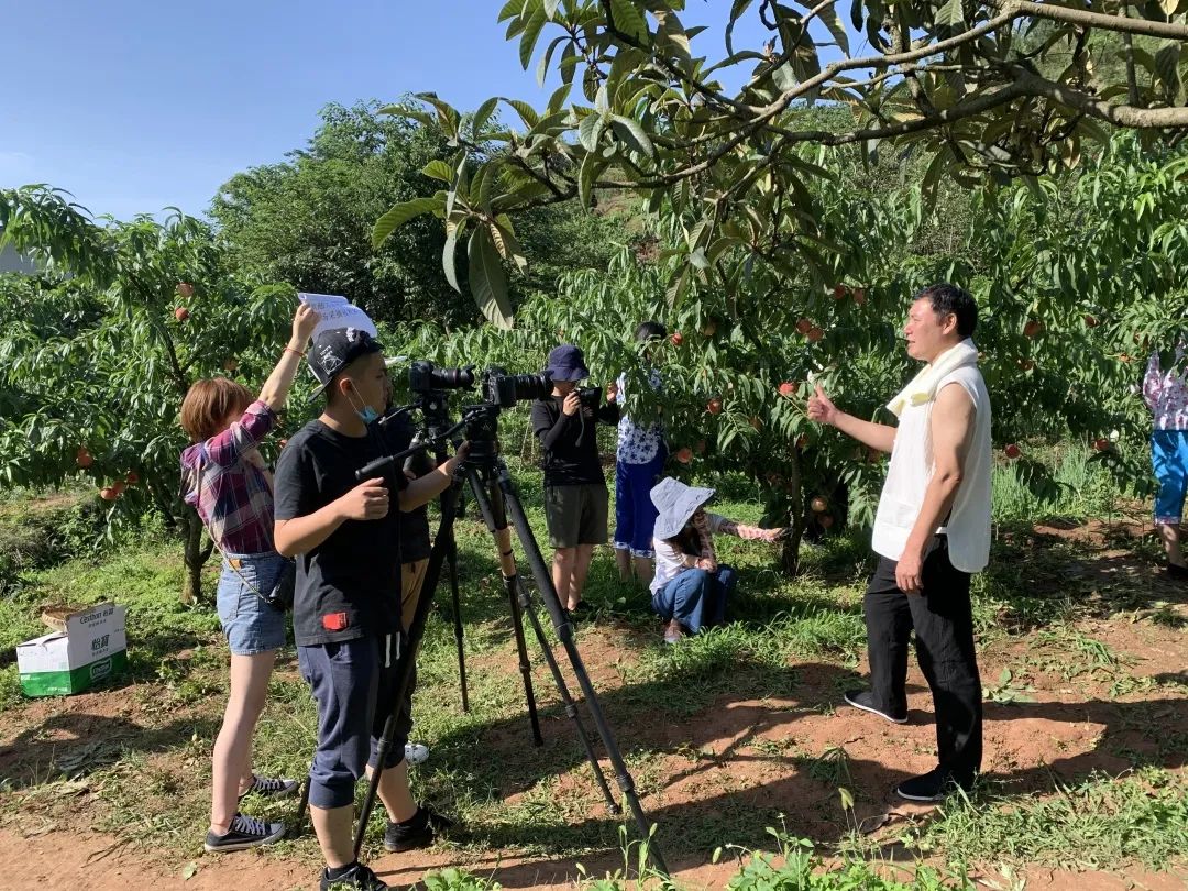 水蜜桃视频，在线播放与下载体验新篇章-第3张图片