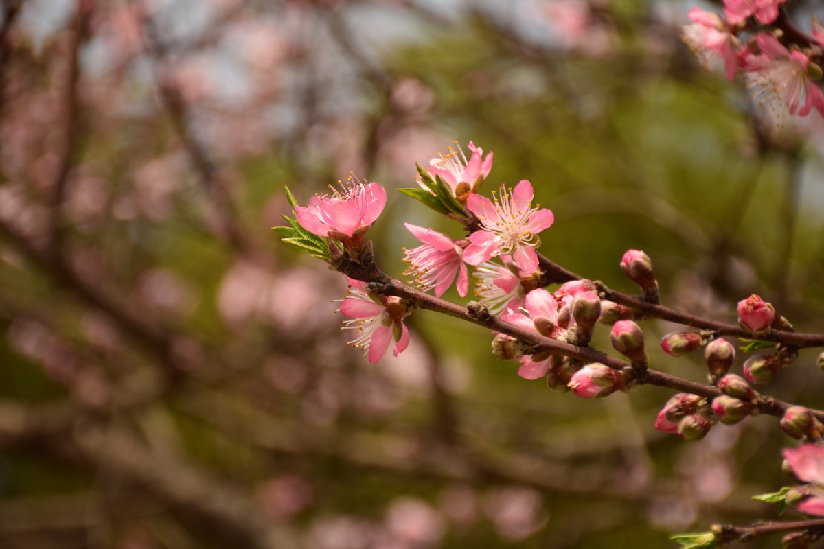 桃花在线视频高清免费播放桃花盛开，高清视频免费欣赏——探索桃花的魅力与在线视频的便捷-第1张图片