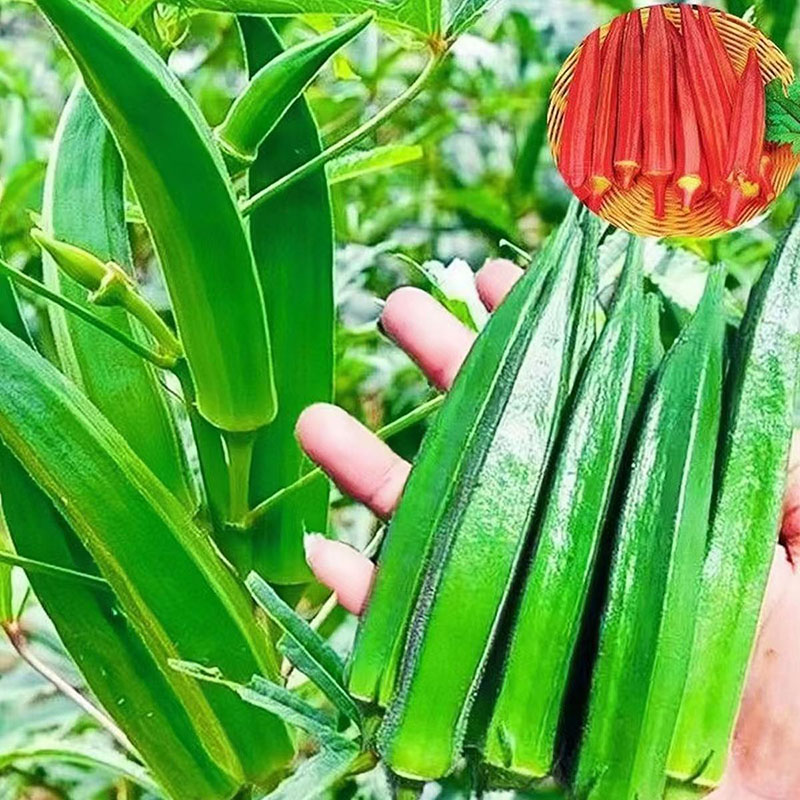 黄色软件草莓丝瓜秋葵ios下载探索黄色软件，草莓丝瓜秋葵的IOS下载指南