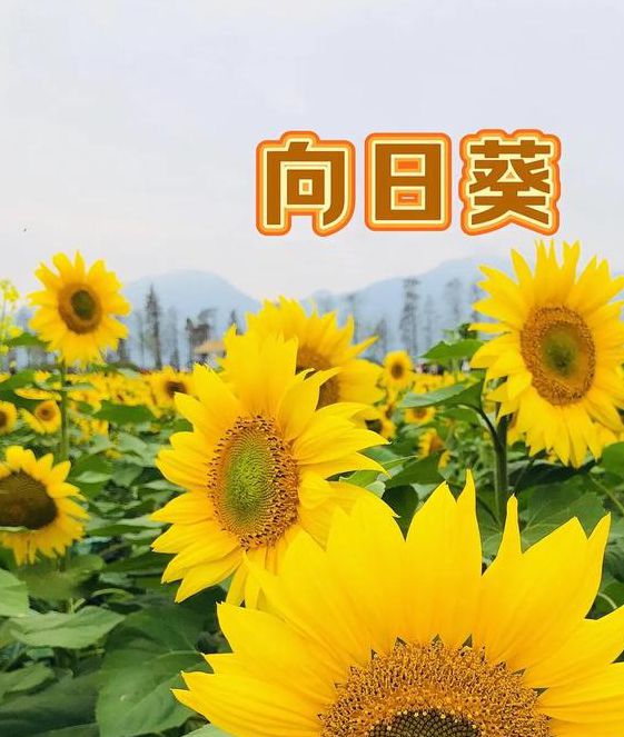 向日葵视频在线观看探索向日葵视频，在线观看的魅力与乐趣-第2张图片