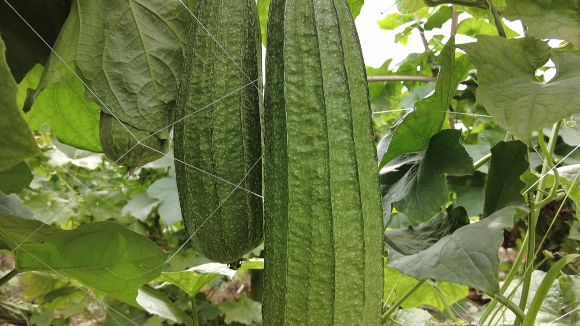 丝瓜视频未满十八严禁丝瓜视频与未成年人保护，未满十八严禁进入-第1张图片