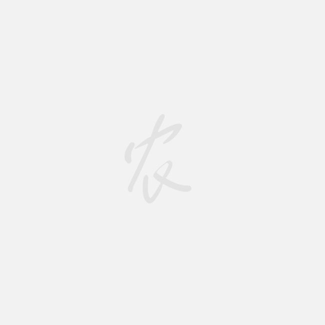 香蕉网长长久久久久久香蕉视频，探索网络视频的新趋势