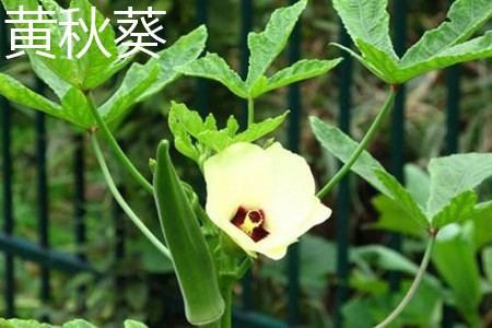 草莓秋葵芭乐绿巨人18岁ios草莓秋葵芭乐绿巨人的青春之旅-第2张图片