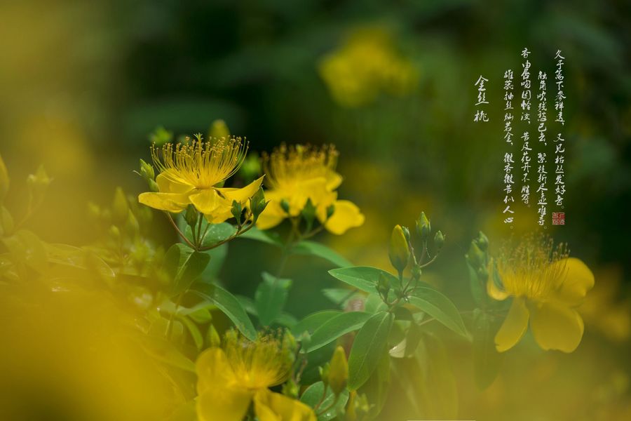 微杏微杏的魅力与影响-第2张图片
