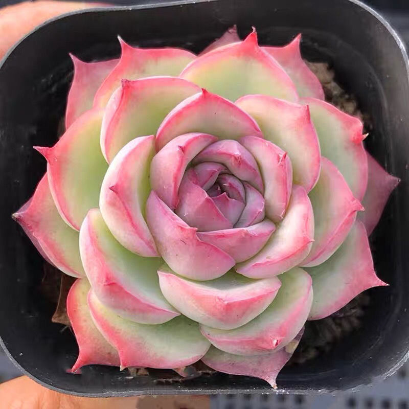肉莲花肉莲花的美丽与神秘