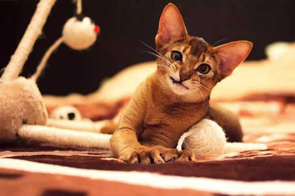 七色视频色猫AV的真相与探讨
