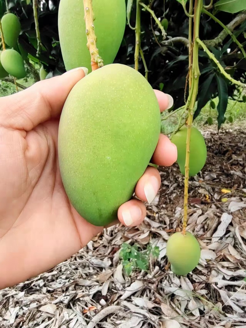 芒果乱码一二三四区别芒果乱码一二三四的区别-第2张图片