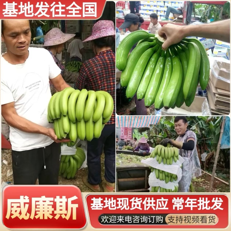 伊久线香蕉观新在线伊久线香蕉观新在线的探索之旅-第2张图片