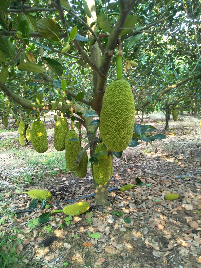 香蕉菠萝蜜视频在线入口观看探索香蕉菠萝蜜视频在线入口的奇妙世界